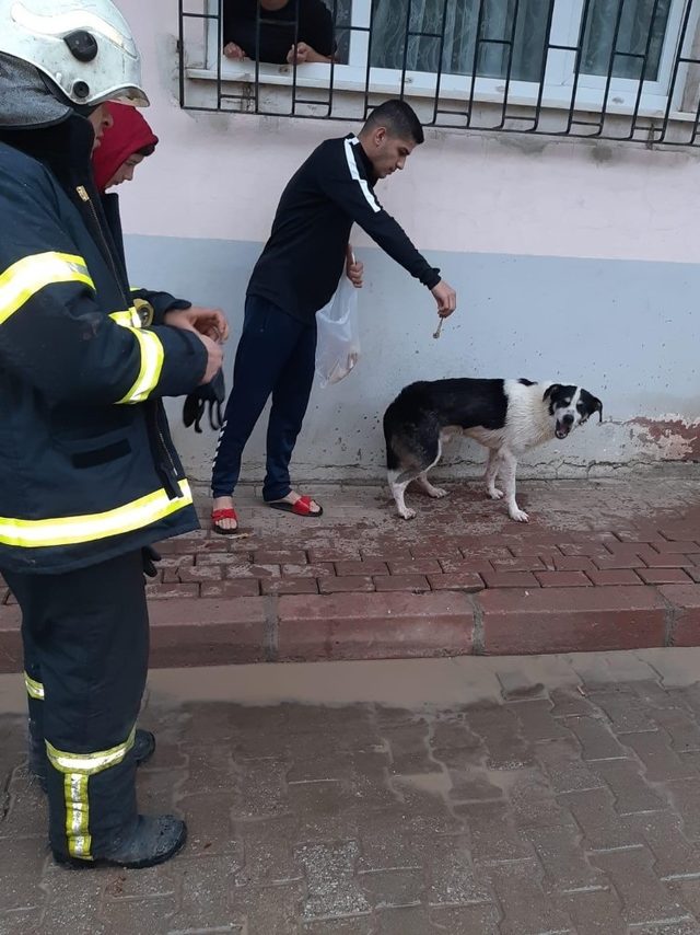 Ordu�da mahsur kalan köpeği itfaiye ekipleri kurtardı Ordu Haberleri