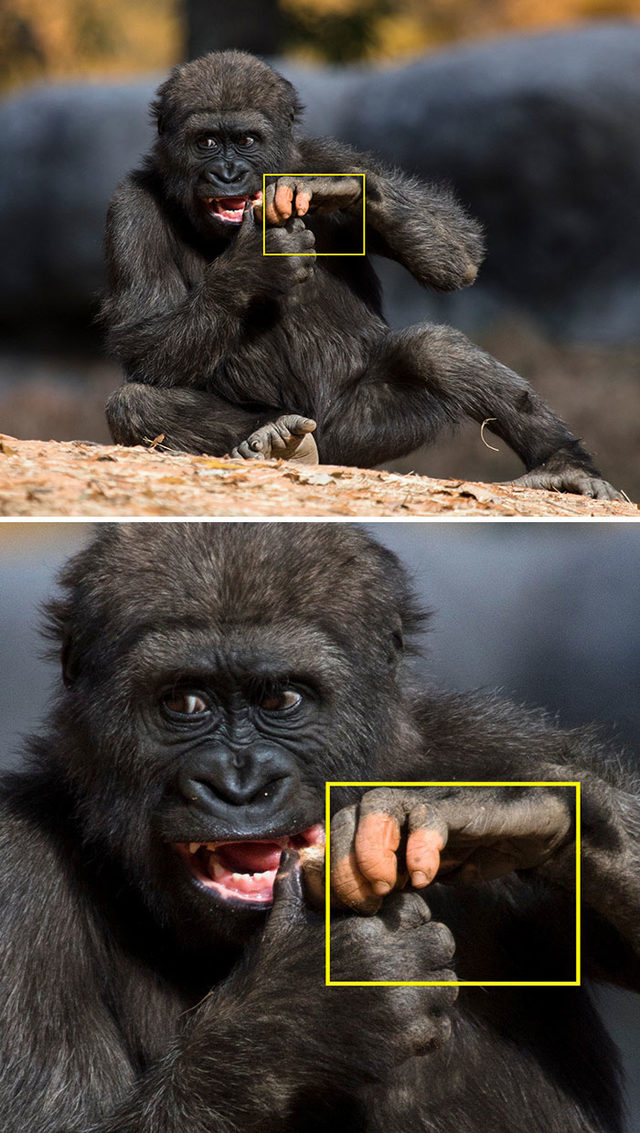 closeup-gorilla-hand-pink-white-pigmentation-anaka-zoo-atlanta-1-7-5e03256e35b6c__700 (1)