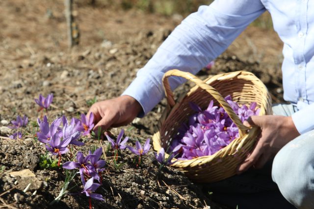 Kilosu 40 bin lira! Hücreleri yeniliyor, kansere karşı... 2 AW141465_08