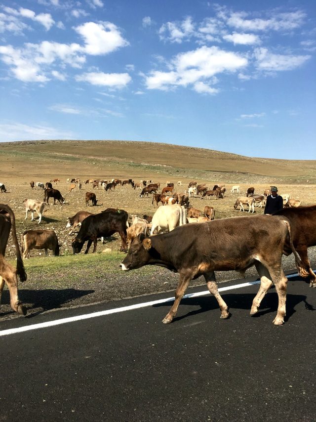 Kars Kasabi