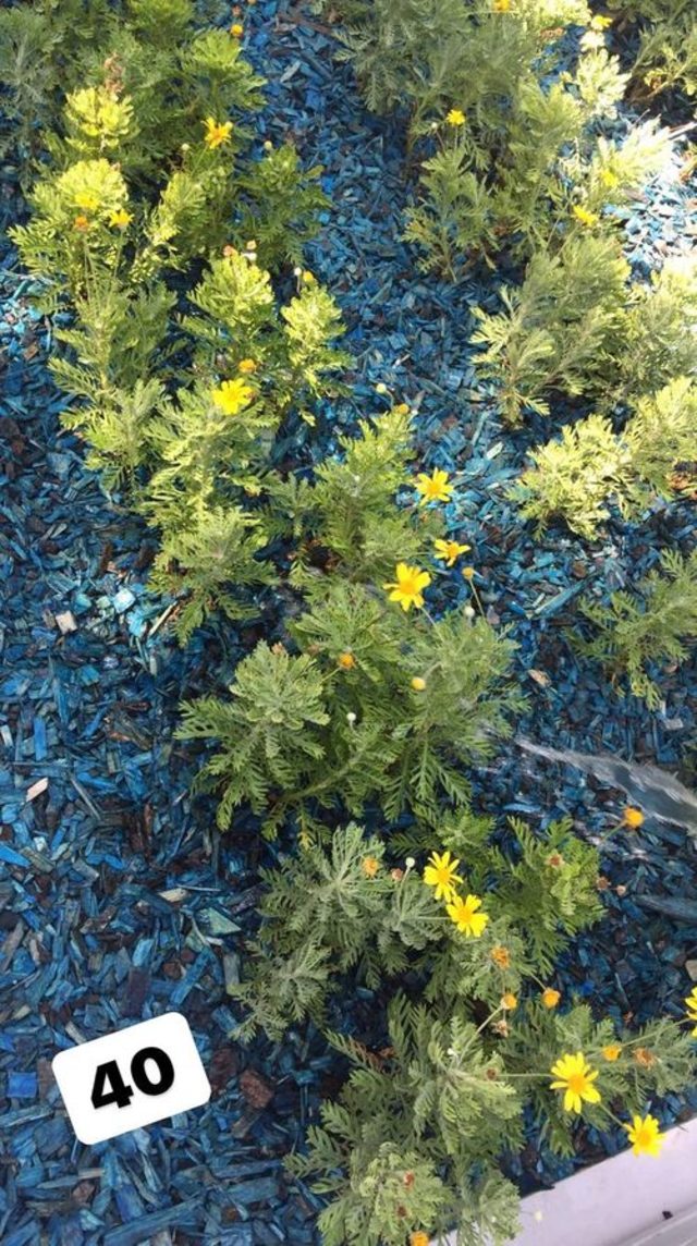 Alişan Selçuk Tektaş'ın 40'ı için mezarlıktaydı! Annesinin feryatları yürek dağladı