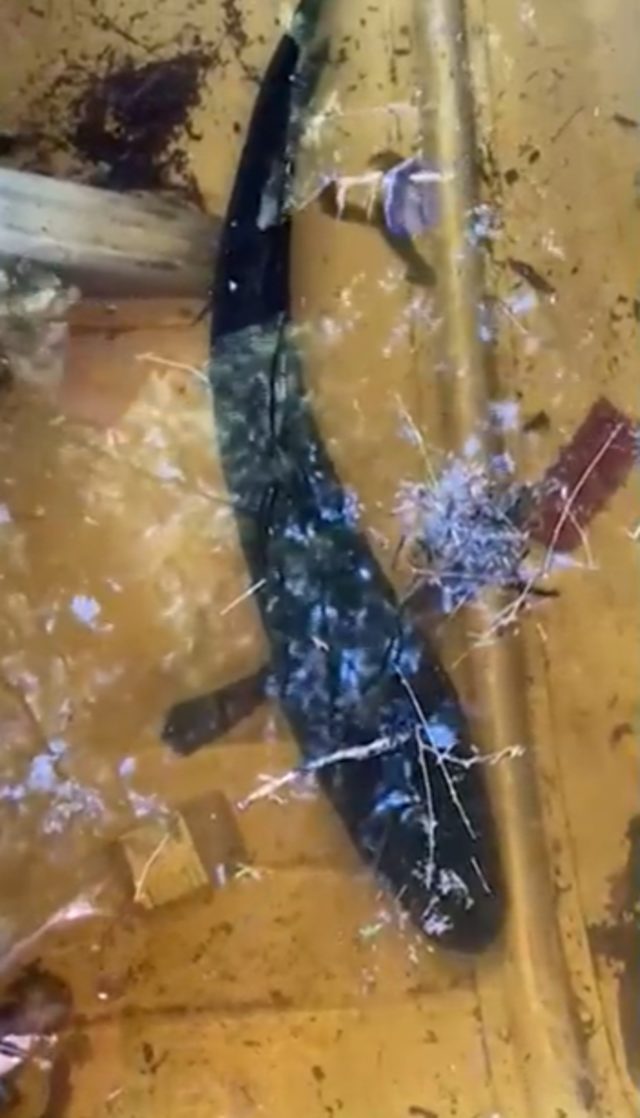 ABD'li balıkçının oltasına takılan balık özelliğiyle dehşete düşürdü: Hemen öldürün