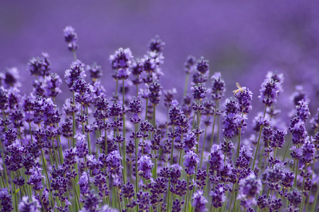 iStock-183752361