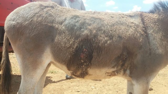 Gürültü yapıyor diye komşu çiftlikteki eşeği tüfekle yaraladı