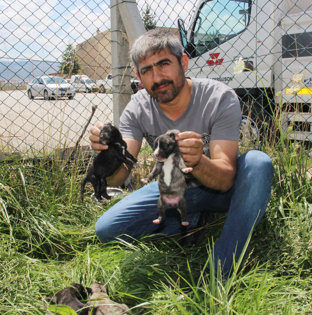 Anneleri ölen 5 yavru köpek korumaya alındı