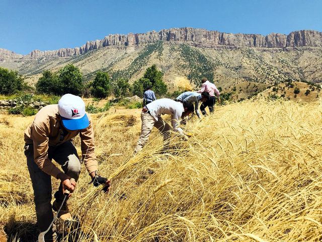 Irak sınırında 35 derece sıcaklıkta buğday hasadı