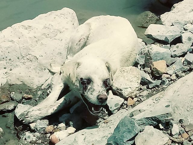 Valilikten gözleri oyulmuş bulunan köpekle ilgili açıklama
