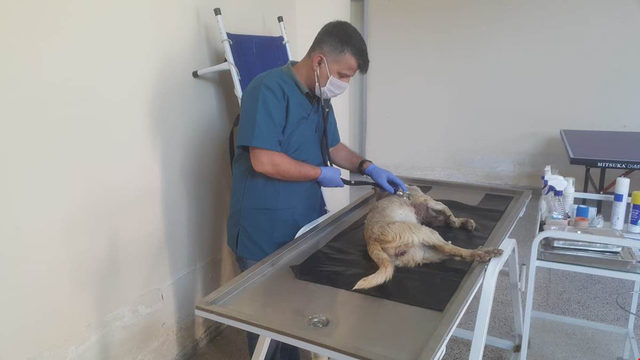 Valilikten gözleri oyulmuş bulunan köpekle ilgili açıklama