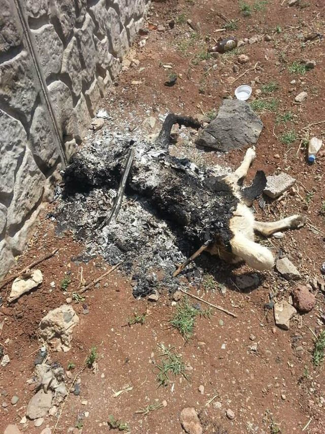 Diyarbakır'da vahşet; köpeği canlı canlı yaktılar