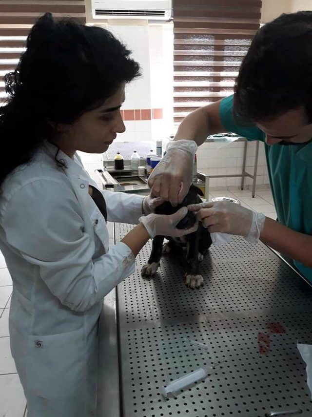 Diyarbakır'da vahşet; köpeği canlı canlı yaktılar