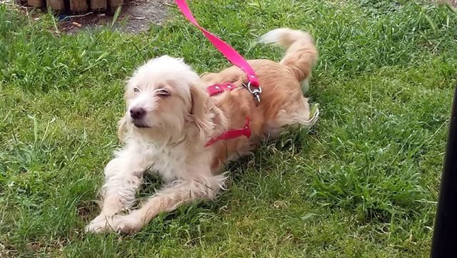 Başkanın köpeğini gündüz vakti çaldılar
