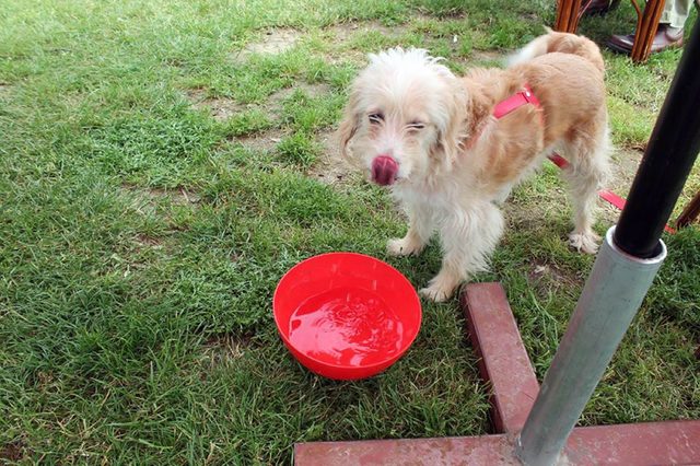 Başkanın köpeğini gündüz vakti çaldılar
