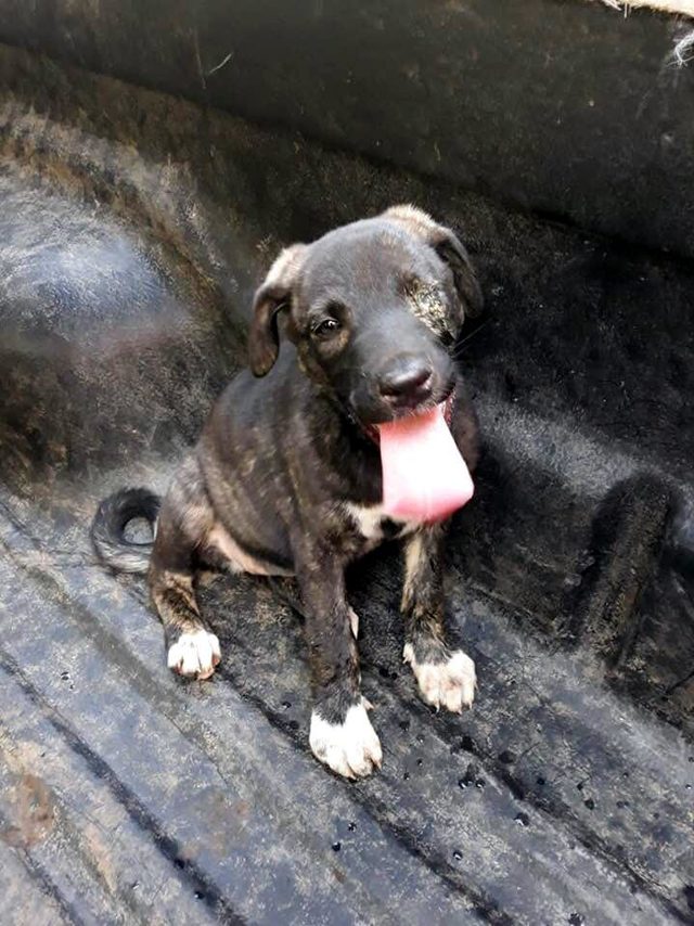 Diyarbakır'da köpeği mezarlık çalışanı yakmış