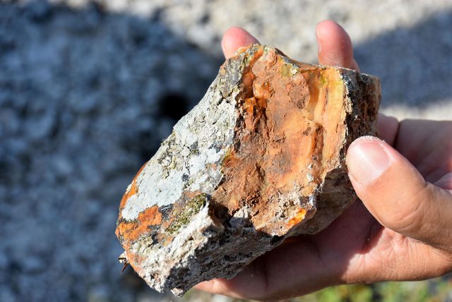 Fosil ağaç ormanı, yok olma tehlikesiyle karşı karşıya