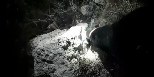 Taşın altından bonzai çıktı