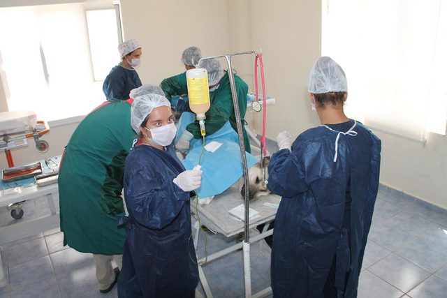 Mardin'de hayvanlara 5 yıldızlı hizmet