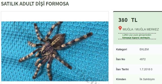 İnternetten tarantula satışı