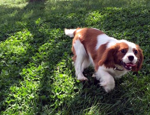 Dedektif gibi iz sürüp, köpeğini ezen sürücüyü buldu