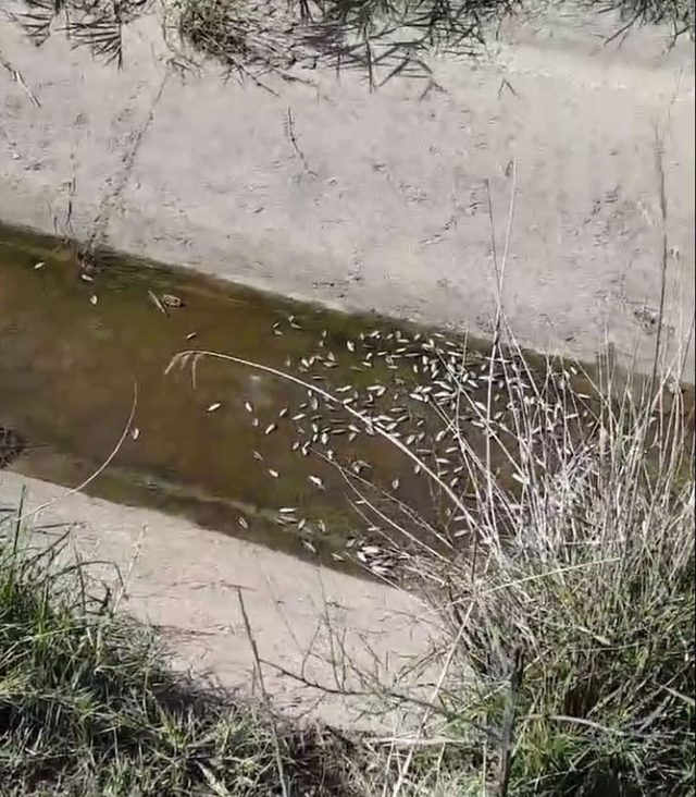 Sulama kanalındaki balıklar öldü