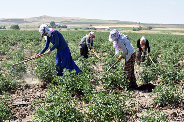 Ahlat'ta 170 bin ton patates üretiliyor