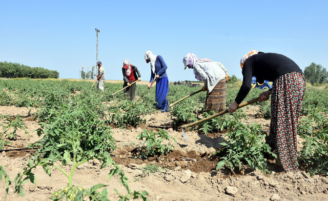 Ahlat'ta 170 bin ton patates üretiliyor