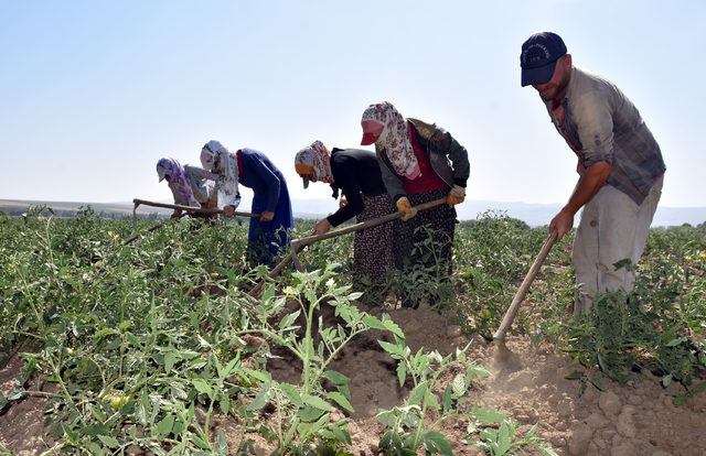 Ahlat'ta 170 bin ton patates üretiliyor