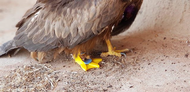 'Hayat tamircisi' bu kez kartala protez ayak yaptı