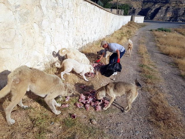 Botan Vadisi'nin başıboş köpeklerini besliyor