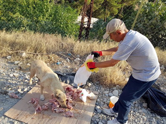 Botan Vadisi'nin başıboş köpeklerini besliyor
