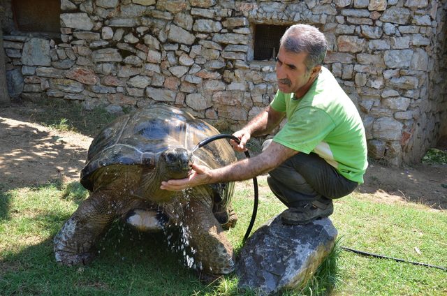 Kaplumbağa 'Tuki' dünya şampiyonu bildi