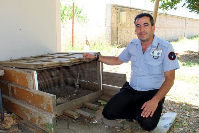 Nesli tükenen kuşu yaralı buldu