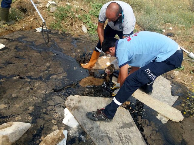 Zift dolu çukura düşen köpek öldü
