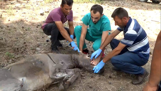Köylülerin bulduğu yaralı eşeğin tedavisine başlandı