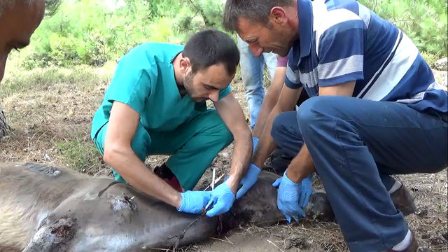 Köylülerin bulduğu yaralı eşeğin tedavisine başlandı