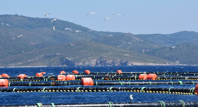 Sığacık'ta orkinos çiftliği zaferi