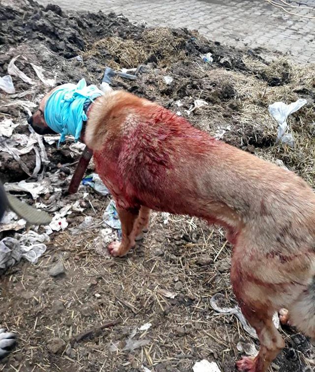 Çoban köpeğini tırmıkla yaraladılar