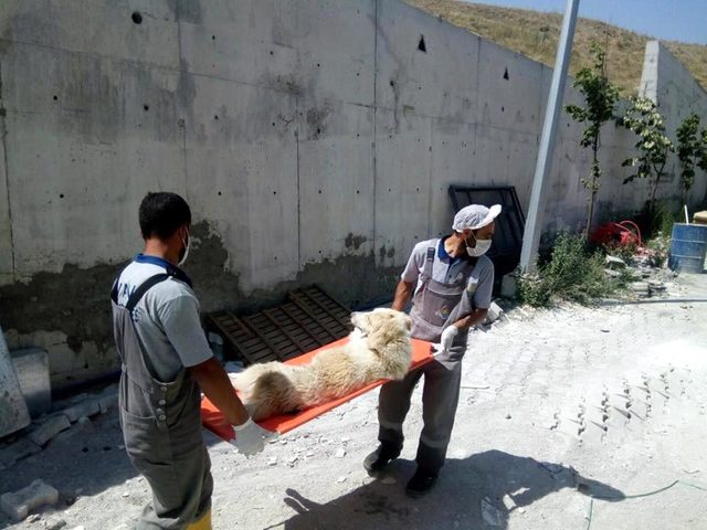 Otomobil çarpan köpeğin başından ayrılmadılar