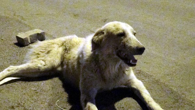 Otomobil çarpan köpeğin başından ayrılmadılar