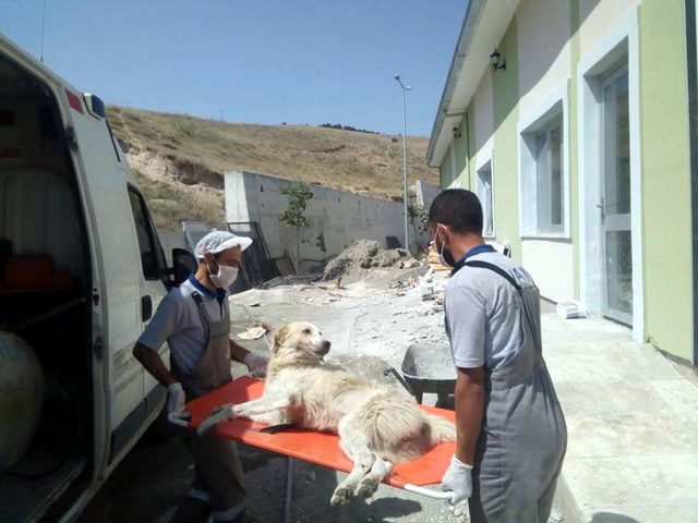 Otomobil çarpan köpeğin başından ayrılmadılar