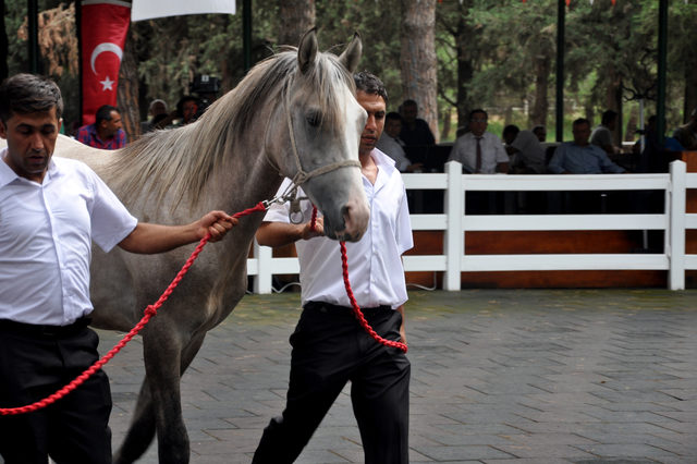 Daire fiyatına 'tay'