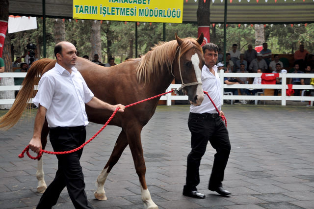 Daire fiyatına 'tay'
