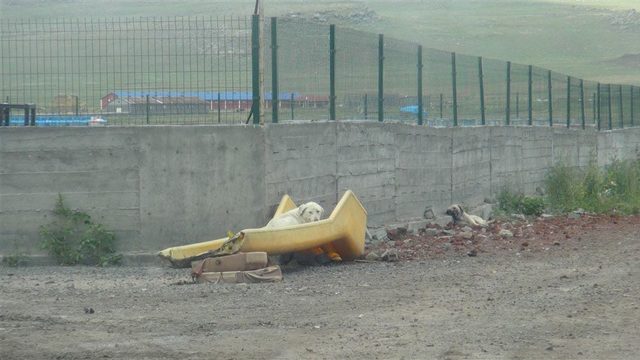 Barınak değil, ölüm kampı