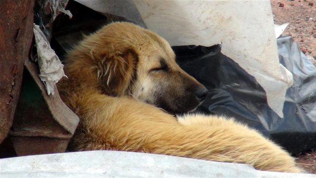 Barınak değil, ölüm kampı