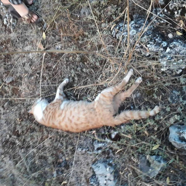 Burdur'da 10 kedi ölüsü bulundu