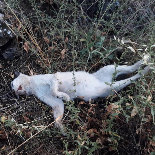 Burdur'da 10 kedi ölüsü bulundu