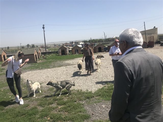Kars'taki hayvan barınağı sorumluları hakkında soruşturma başlatıldı (2)