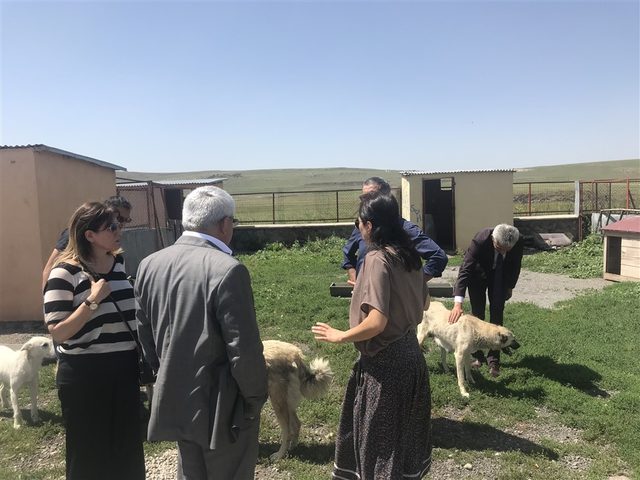 Kars'taki hayvan barınağı sorumluları hakkında soruşturma başlatıldı (2)