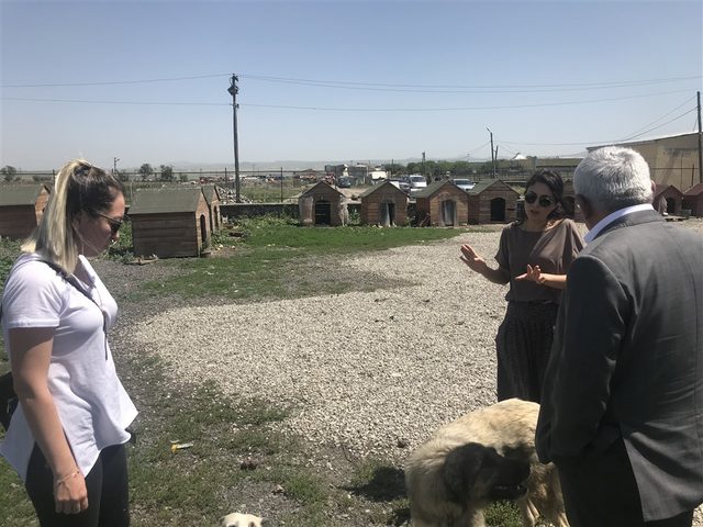 Kars'taki hayvan barınağı sorumluları hakkında soruşturma başlatıldı (2)