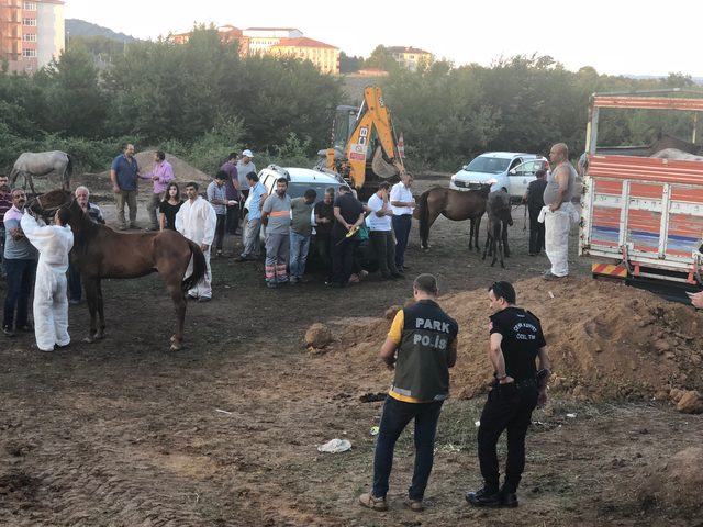 Beykoz'da bekletilen atlar sevk edilmeye başlandı
