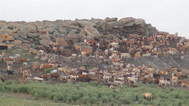 Kars'ta işkenceye maruz kalan eşekler koruma altında